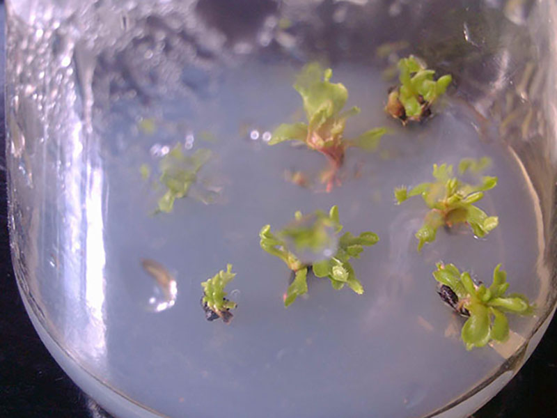 草莓组织培养香蕉视频黄免费下载