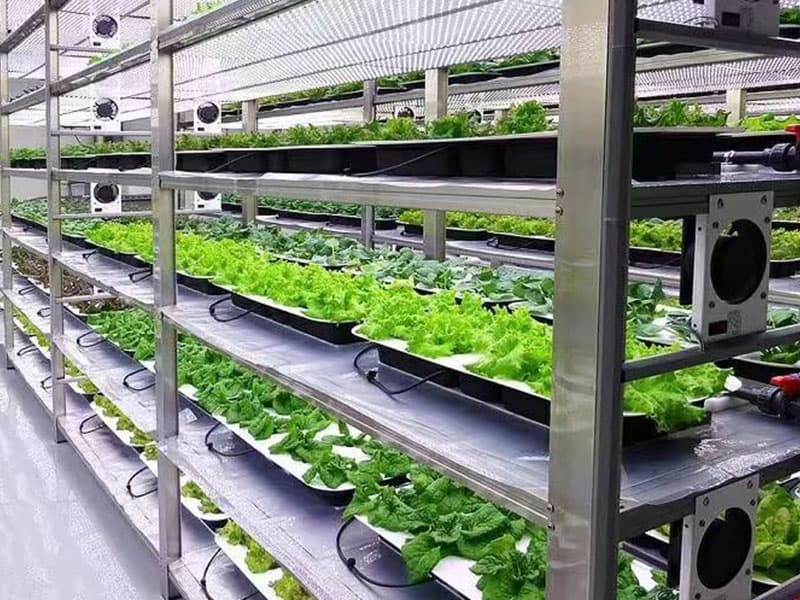 香蕉视频下载地址链接室净化