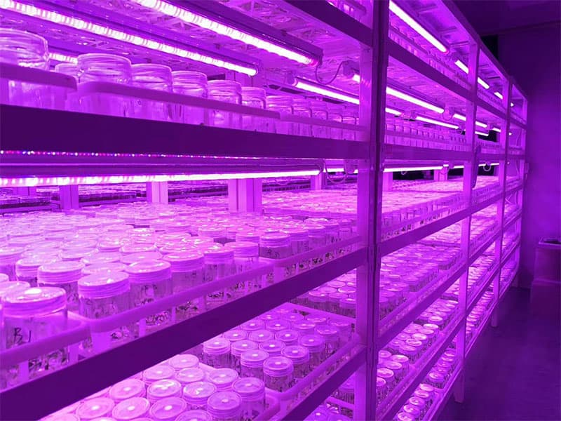 香蕉视频下载地址链接灯