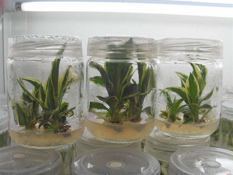 香蕉苗香蕉视频下载地址链接室及仪器设备