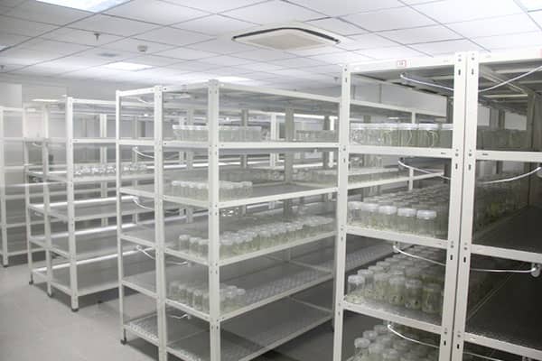 香蕉视频下载地址链接架