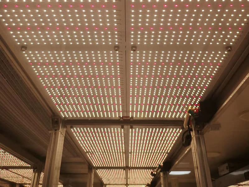 香蕉视频下载地址链接灯