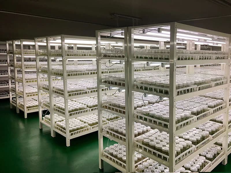 框架式香蕉视频下载地址链接架