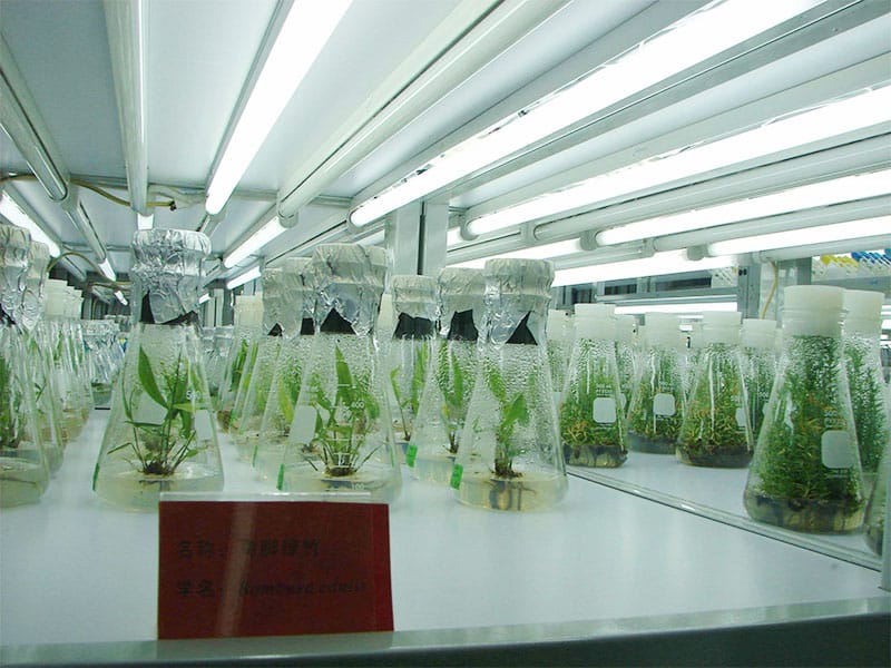 香蕉视频下载地址链接灯