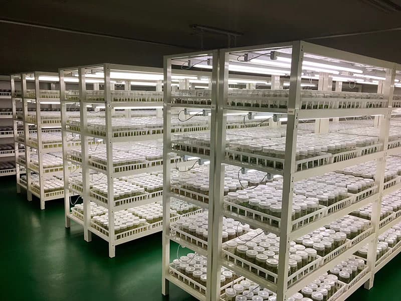 带香蕉视频下载地址链接筐培养架