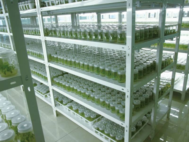 层板式香蕉视频下载地址链接架