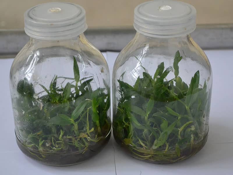 香蕉视频下载地址链接瓶