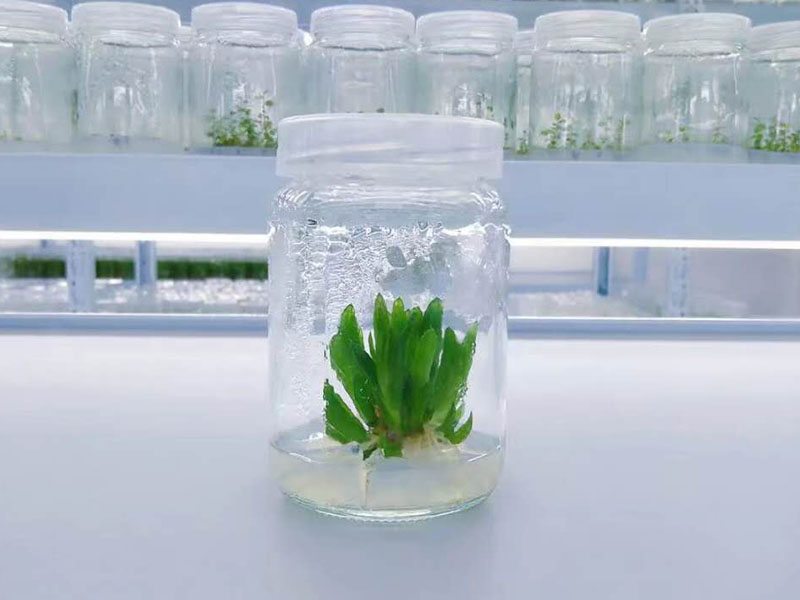 香蕉视频下载地址链接瓶