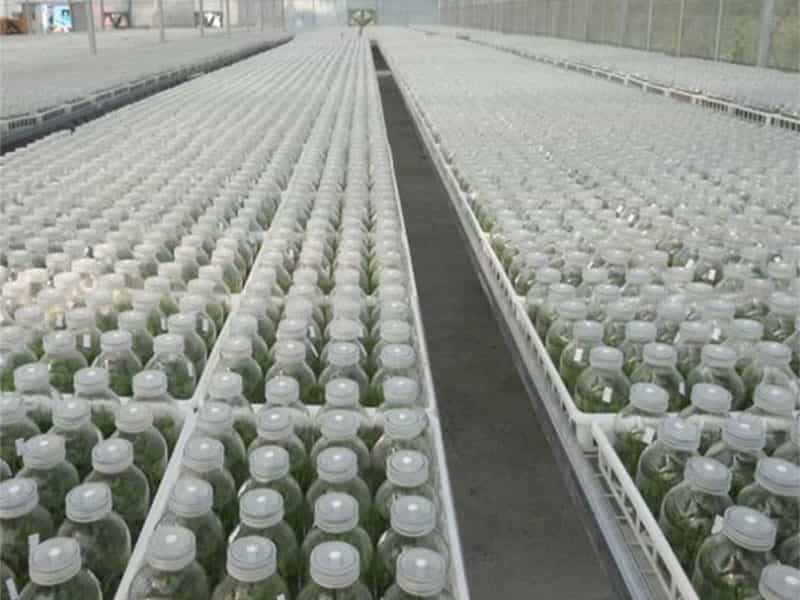 香蕉视频下载地址链接瓶