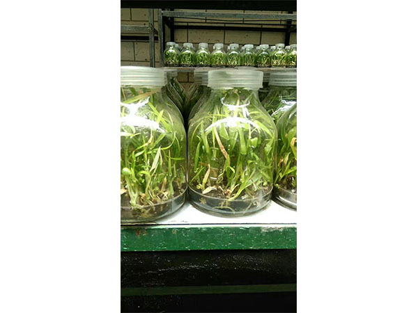 香蕉视频下载地址链接实验室