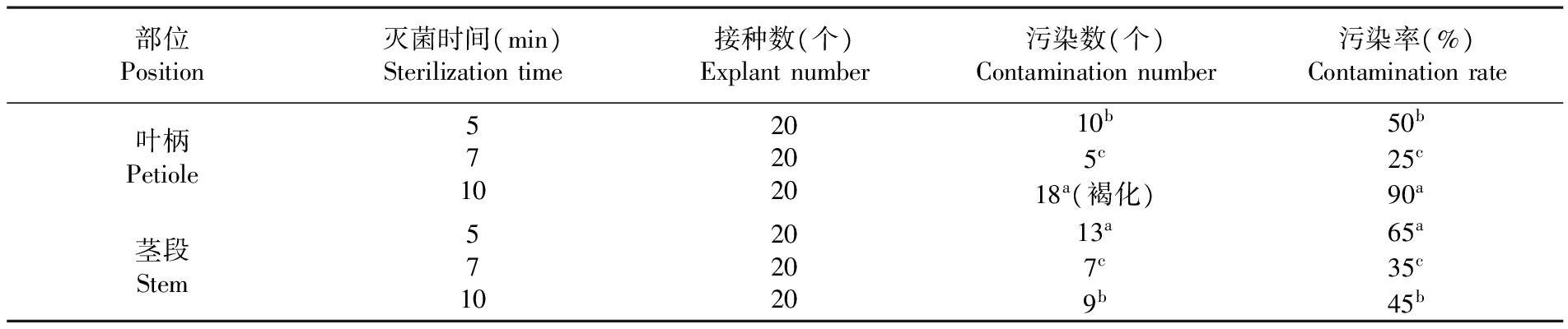 金钻蔓绿绒的香蕉视频下载地址链接苗繁殖生产技术研究