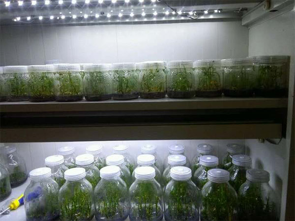 兰花香蕉视频下载地址链接技术研究