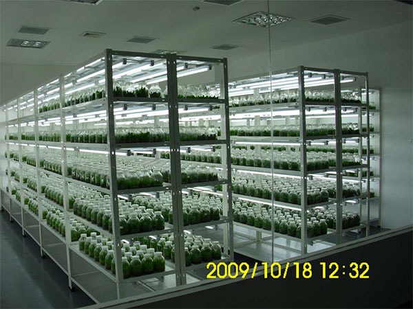 兰花香蕉视频下载地址链接技术研究