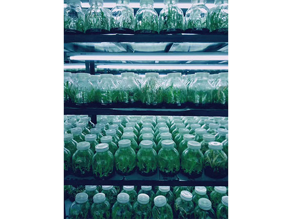 香蕉视频下载地址链接