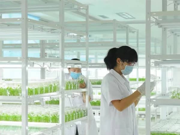 多花黄精香蕉视频下载地址链接快繁技术初探