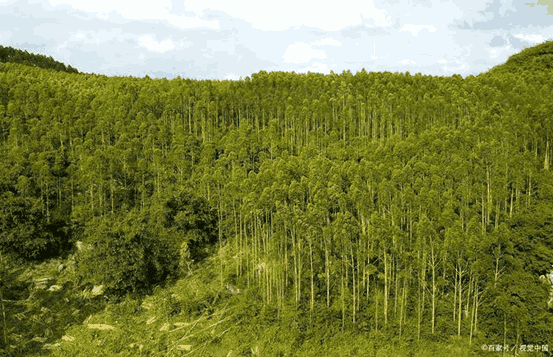 杂交构树香蕉视频下载地址链接快繁体系的建立(含诱导愈伤、壮苗、生根、移栽)