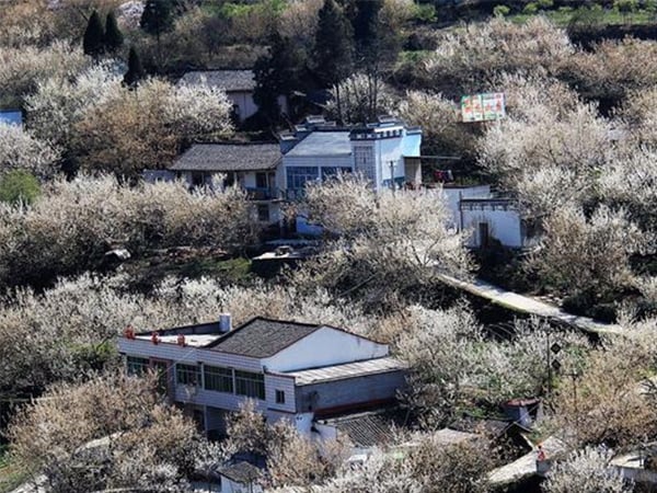 樱桃香蕉视频下载地址链接快繁试验