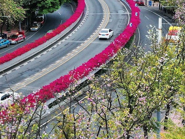 紫叶加拿大紫荆香蕉视频下载地址链接快繁程序