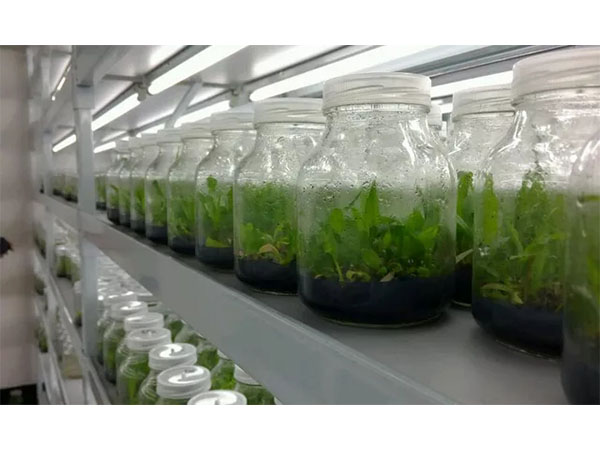 考来木香蕉视频下载地址链接成本以及构成要素