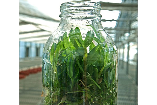 香蕉视频下载地址链接苗