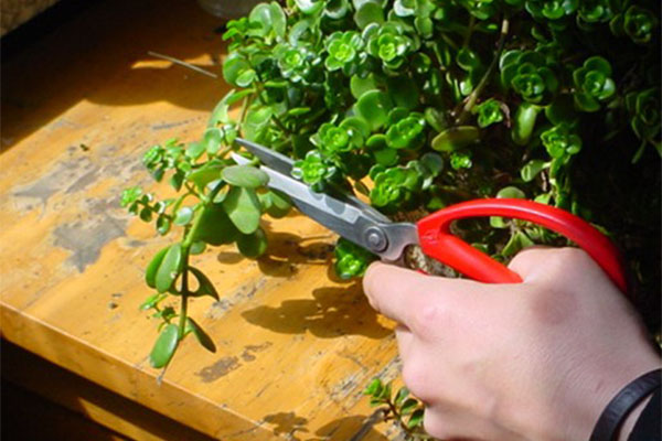 植物香蕉视频下载地址链接