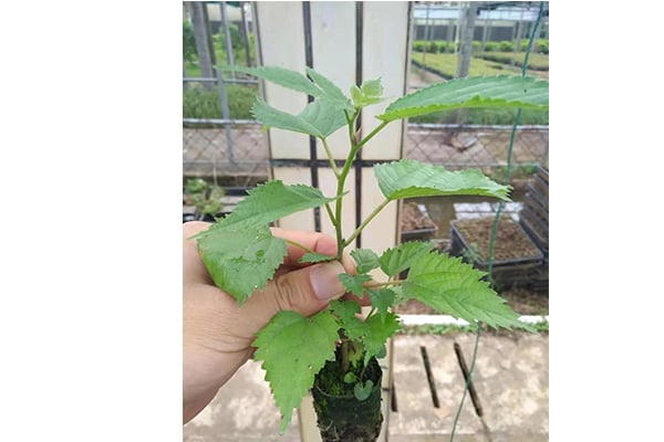 香蕉视频下载地址链接