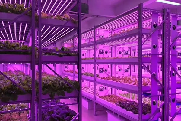 香蕉视频下载地址链接