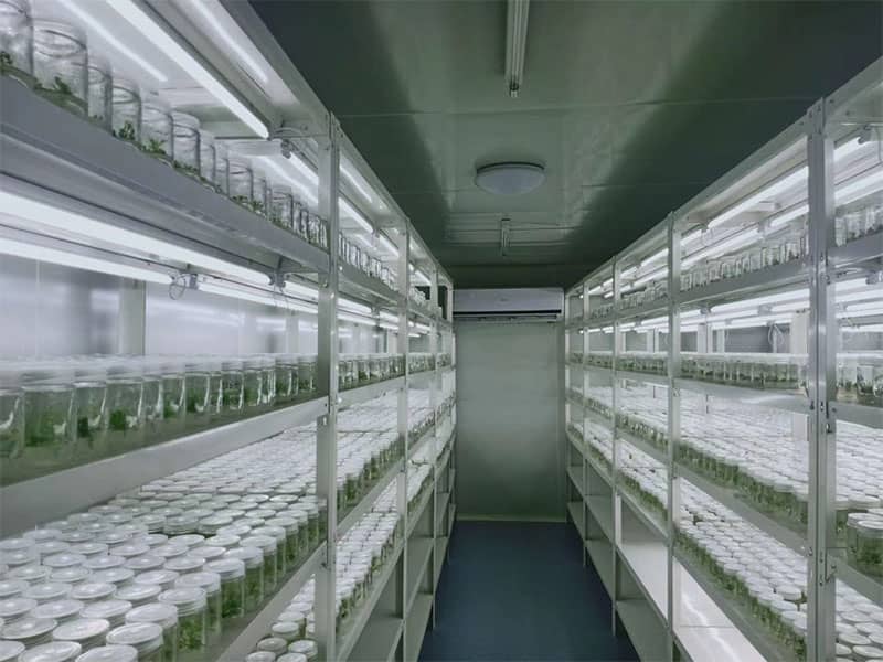 香蕉视频下载地址链接  香蕉视频下载地址链接架