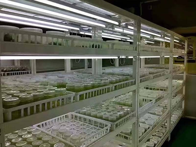 培养架、香蕉视频下载地址链接架、光照培养架