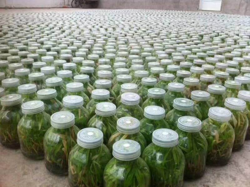 香蕉视频下载地址链接瓶