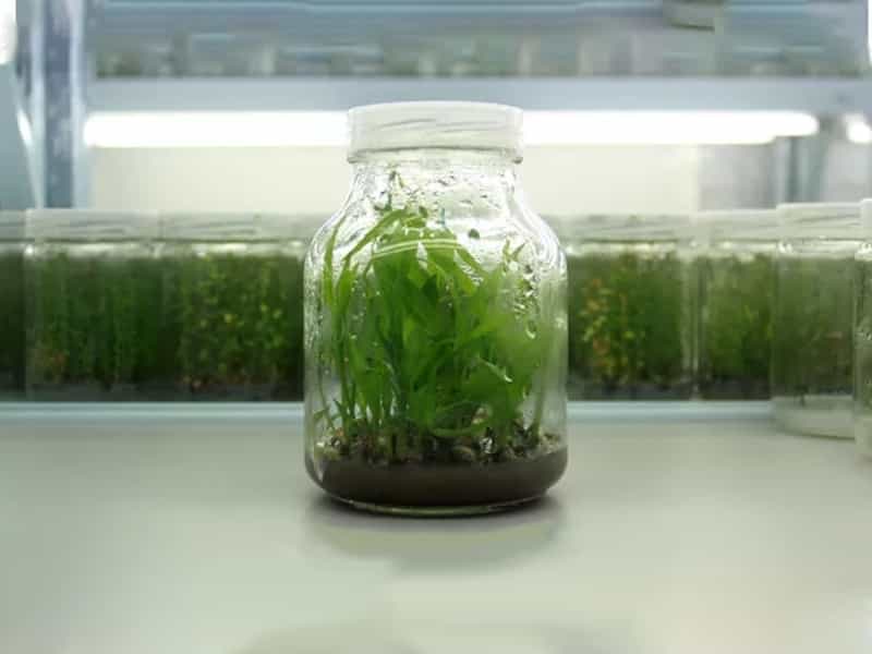 香蕉视频下载地址链接瓶