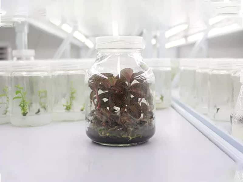 香蕉视频下载地址链接瓶