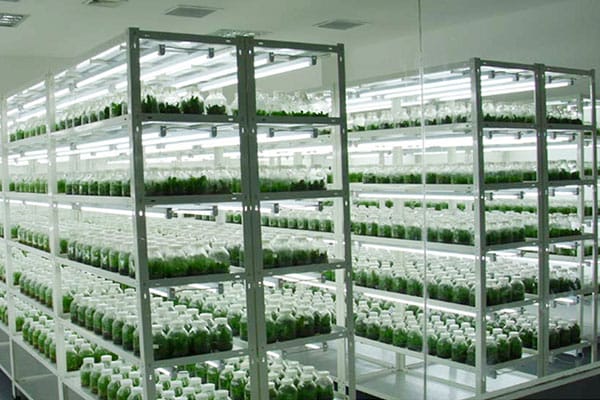 香蕉视频下载地址链接室净化