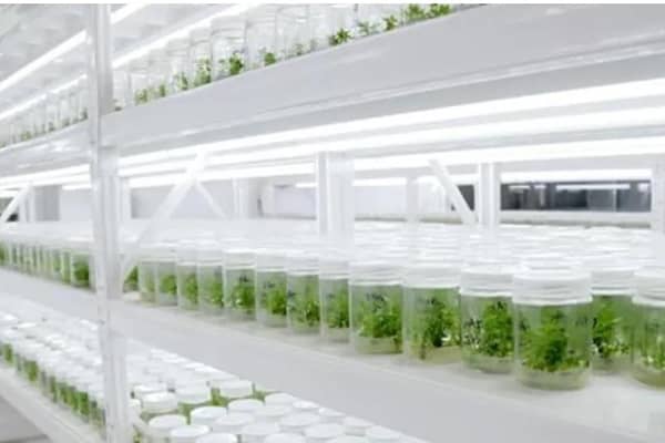 香蕉视频下载地址链接