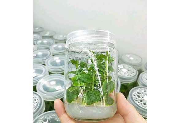 香蕉视频下载地址链接设备