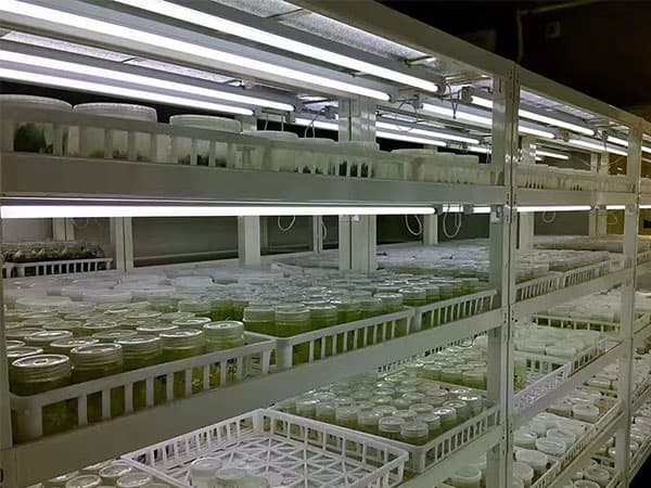 组织培养的分类，快来看看吧!