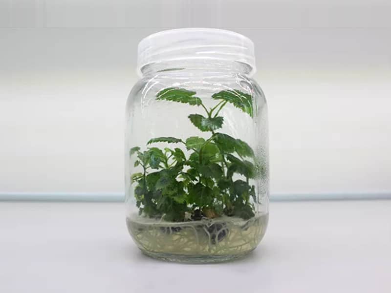 香蕉视频下载地址链接瓶