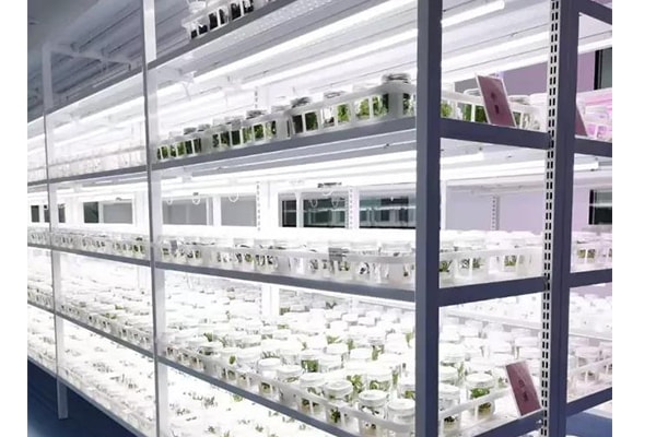 香蕉视频下载地址链接  香蕉视频下载地址链接苗