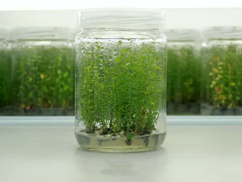 香蕉视频下载地址链接瓶