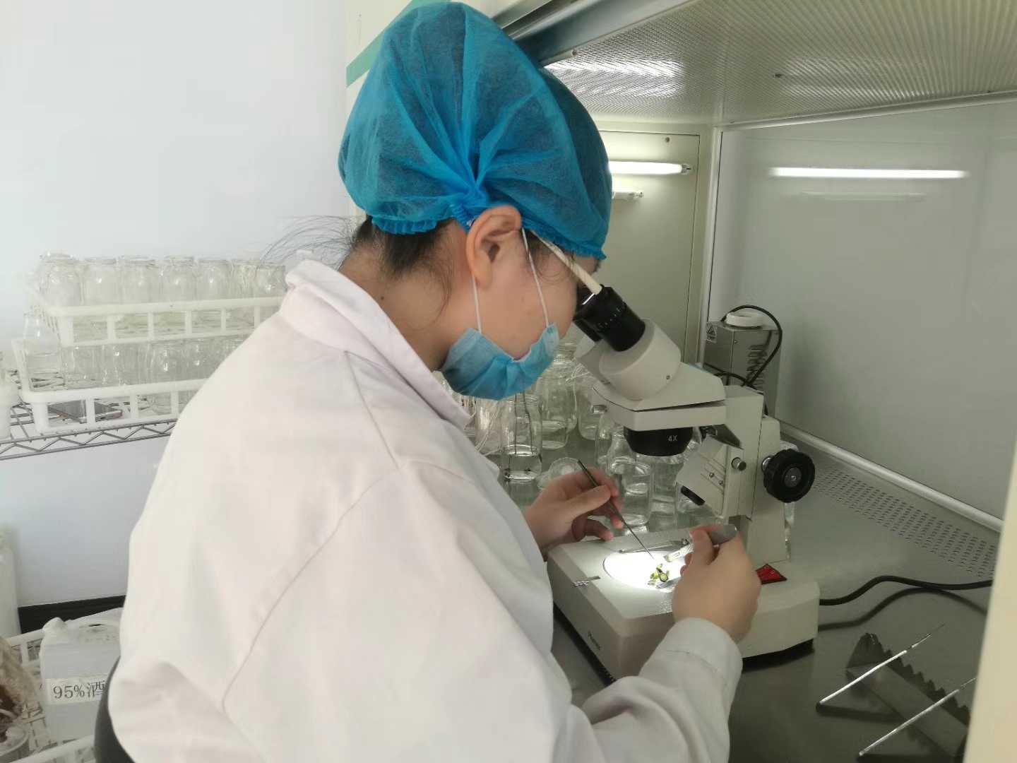 香蕉视频下载地址链接苗，香蕉视频下载地址链接，组织培养