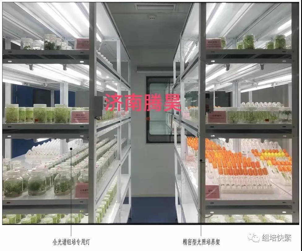 组织培养，香蕉视频下载地址链接架，香蕉视频下载地址链接疑问